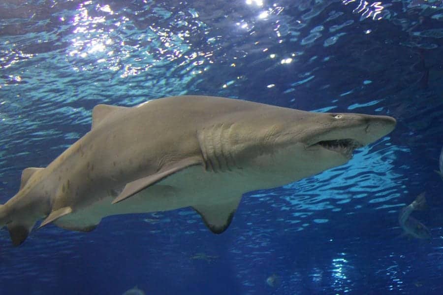 Field Trips Near Me: The Amazing Shark Reef at Mandalay Bay
